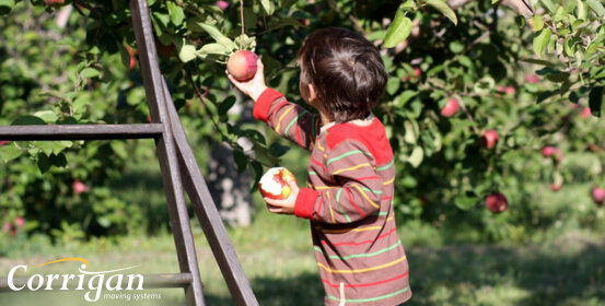 Apple Picking at Blackman Homestead Farms